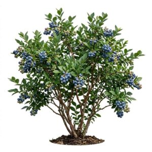Highbush Blueberry - Fruit Beginning with H with Pictures