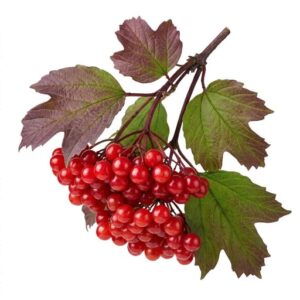 Highbush Cranberry - Fruit Beginning with H with Pictures