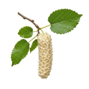 Himalayan Mulberry - Fruit From H with Names