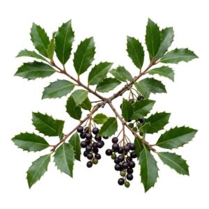 Hollyleaf Cherry - Fruit From H with Names