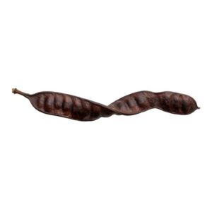 Honey Locust Fruit - Fruit From H with Names