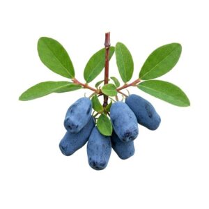 Honeyberry - Fruit From H with Names
