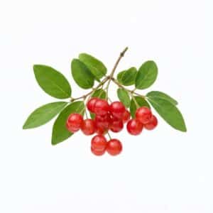 Honeysuckle Berry - Fruit From H with Names