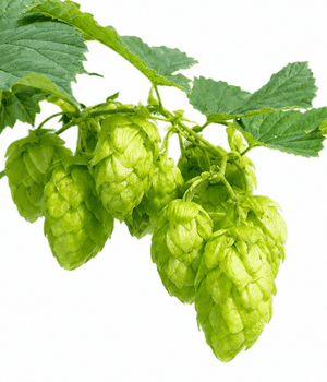 Hop Shoots - Vegetable that start with H