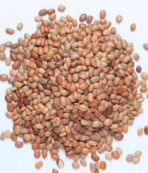 Horse Gram - Vegetable Names start with H