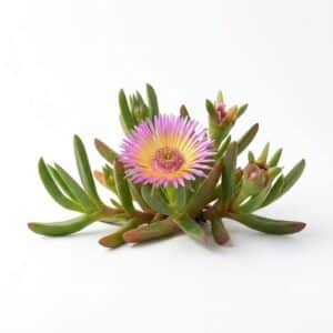 Hottentot Fig - Fruit From H with Names