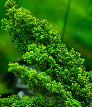 Huauzontle - Vegetable Names that begin with H