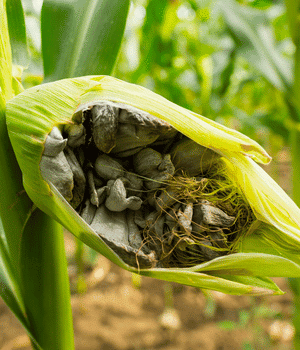 Huitlacoche - Vegetable Names that begin with H