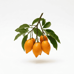 Iboga Fruit - Fruits that Begins with i with Pictures