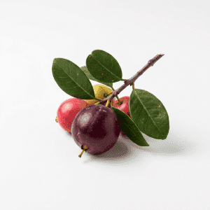 Icaco (Cocoplum) - Fruits that Begins with i with Pictures