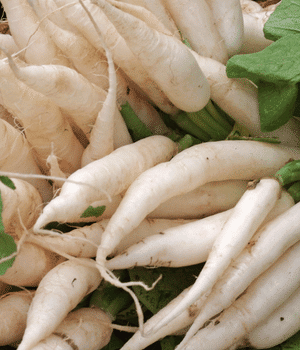 Icicle Radish - Vegetable that start with I
