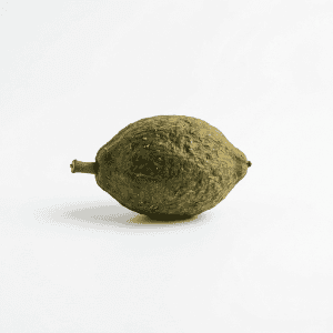 Indian Almond - Fruits that Start with i with Pictures