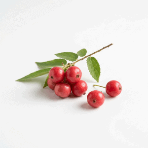 Indian Cherry