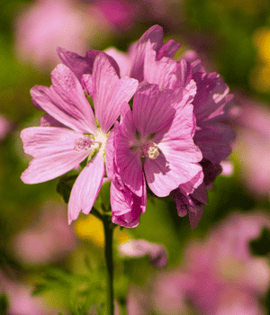 Indian Mallow - Vegetable that start with I