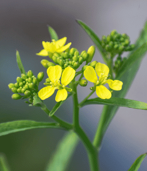 Indian Mustard - Vegetable Names that begin with I