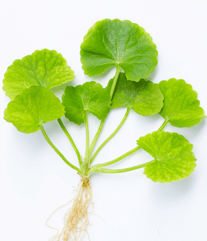 Indian Pennywort - Vegetable Names that begin with I