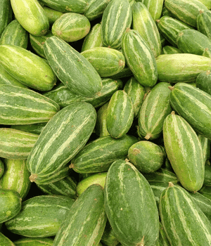 Ivy Gourd - Vegetable Names that begin with I