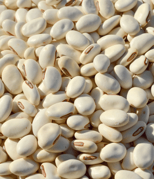 Jack Bean - Vegetable Names that begin with J