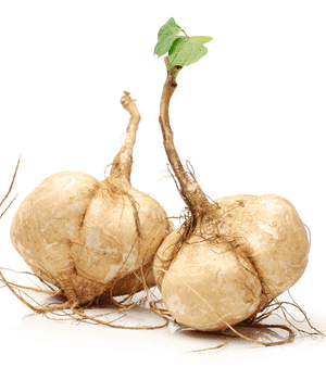 Jicama - Vegetables that start with J