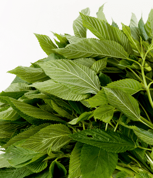 Jute Leaves - Vegetables that start with J