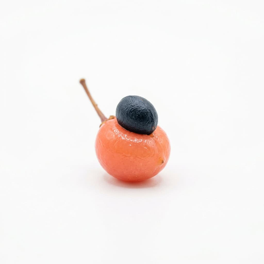 Kahikatea Berry - Fruits that Start with K and Pictures