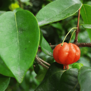 Karamcha - Rare Fruit Starting with K