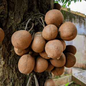 Kepel - Rare Fruit Starting with K