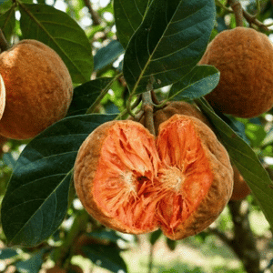 Kwai Muk (Artocarpus parvus)
