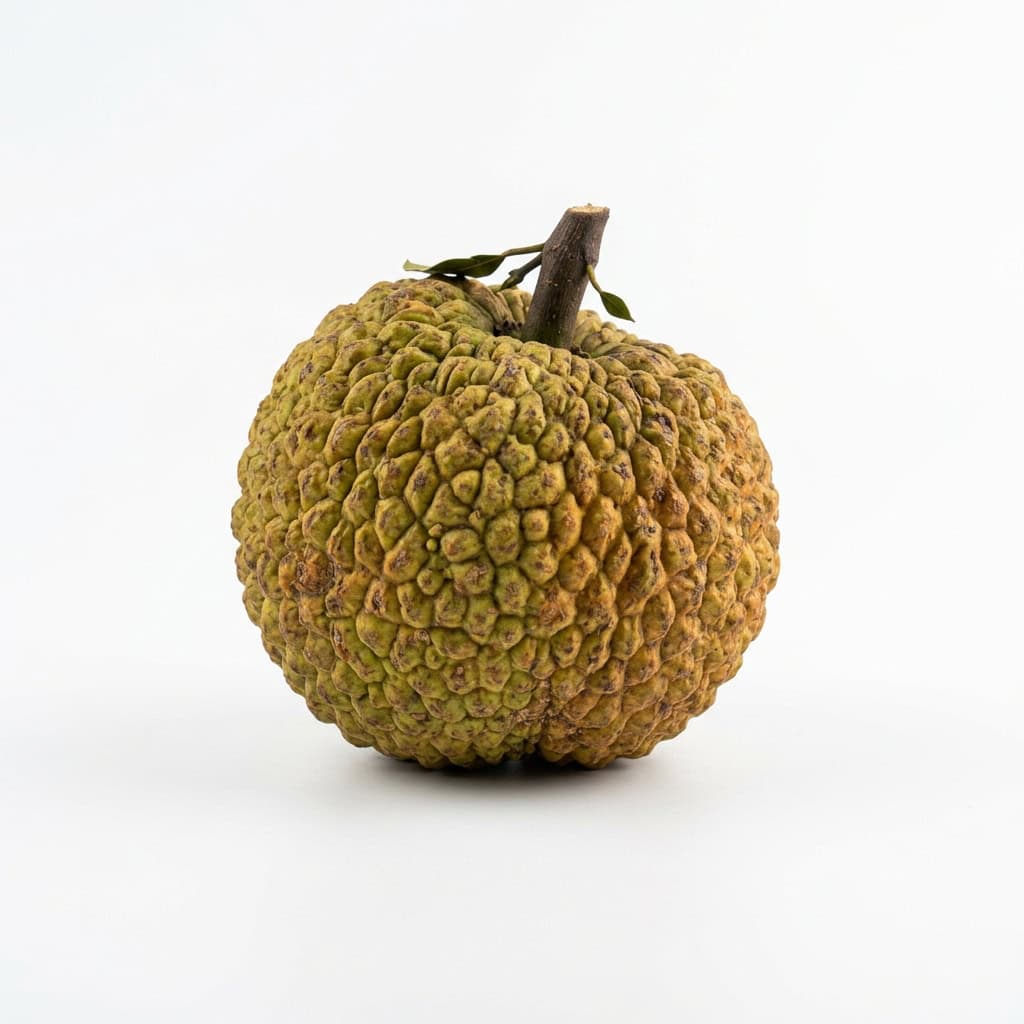 Lakoocha (Monkey Jack) - Fruits that Start with L with Pictures