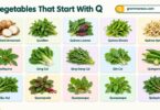 35+ Vegetables That Start With Q: List With Pictures and Properties