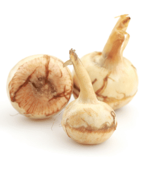 Arrowroot - Names of Root Vegetables