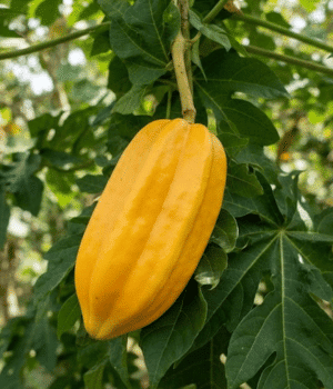 Babaco - Fruits that Start with B
