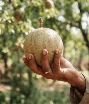 Bael - Fruits that Start with B