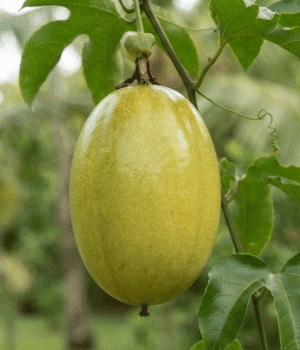 Barbadine - Fruits that Start with B