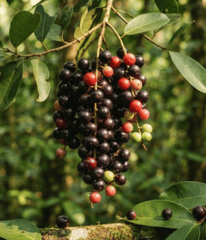 Bignay - Fruit that Beginning with B