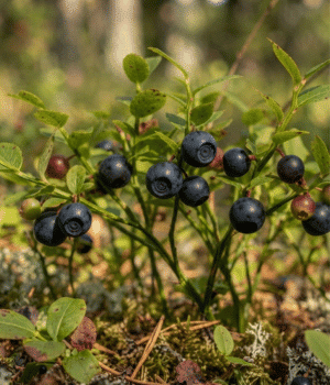 Bilberry - Fruit that Beginning with B