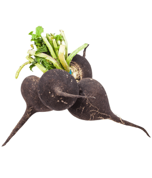 Black Radish - Root Vegetables and Pictures