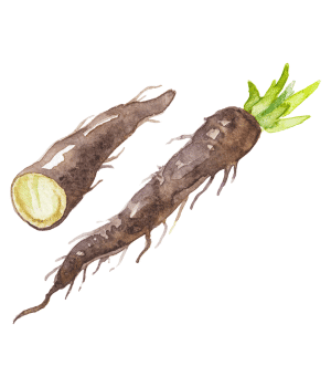 Black Salsify - Root Vegetables and Pictures