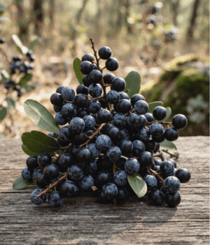 Blue Guarri - Fruit that Start with B