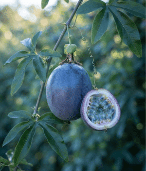 Blue Passion Fruit - Fruit that Start with B