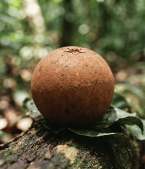 Borojo - Fruit that Start with B