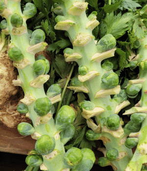 Brussels Sprout Stems
