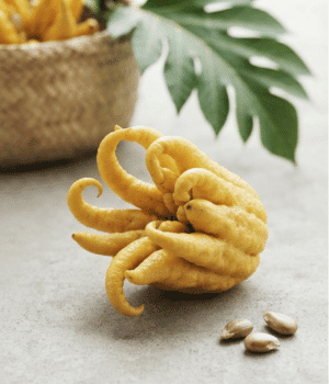 Buddha s Hand