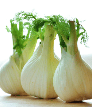 Bulb Fennel - Bulb Vegetable