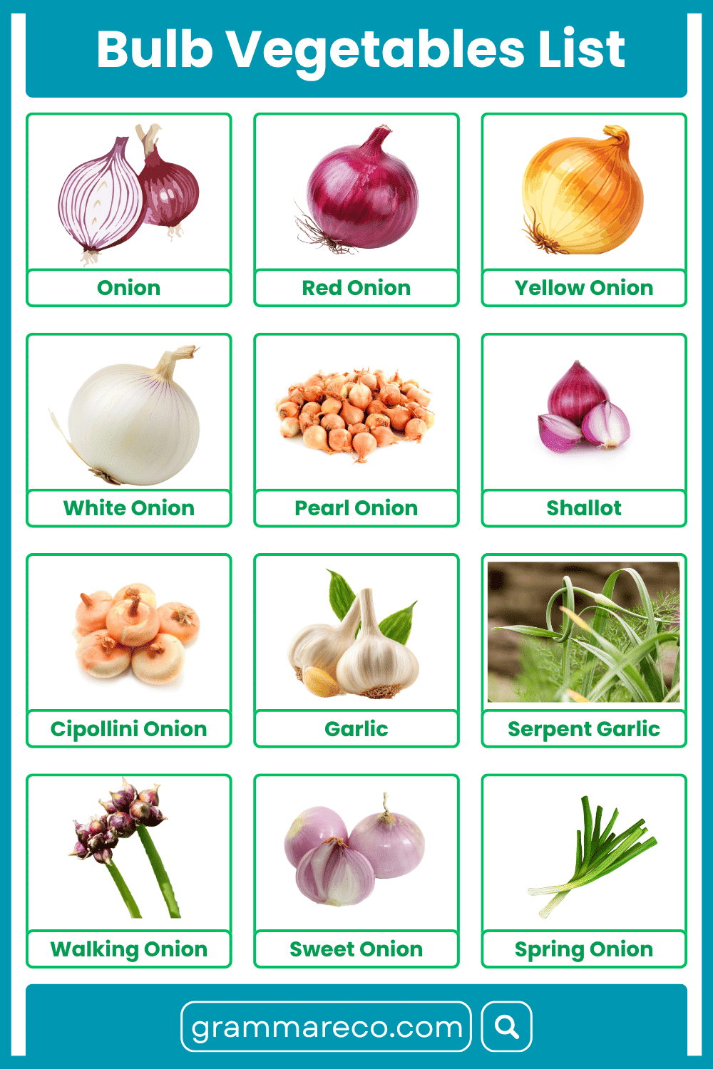 Bulb Vegetables List in English with Pictures