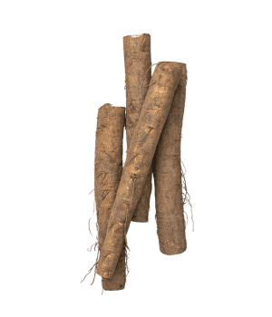 Burdock - Root Vegetables and Pictures