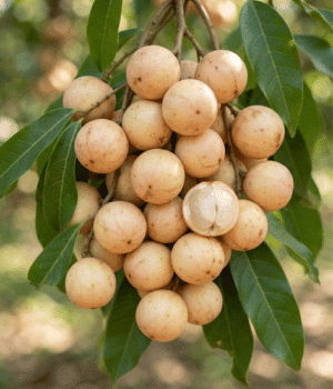 Burmese Grape