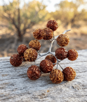 Bush Tomato