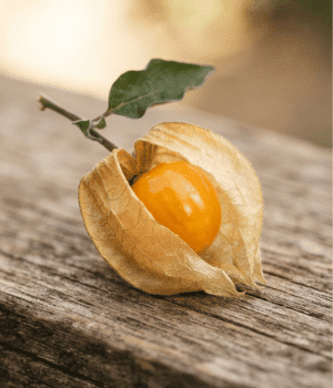 Cape Gooseberry- Fruit that Beginning with C
