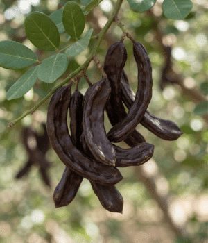 Carob